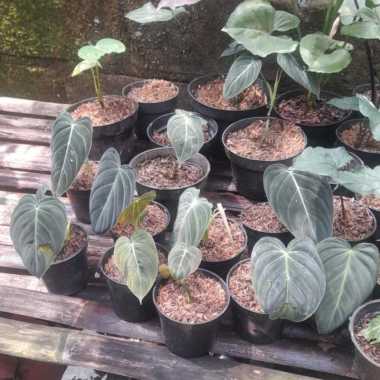 philodendron melanochrysum tanaman