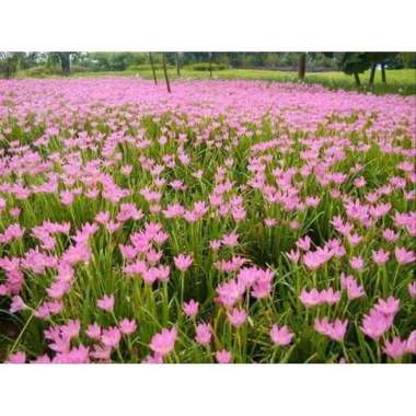 Tanaman Hias Lily Hujan - Tanaman Rain Lily - Zephyrantes