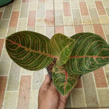 Tanaman Aglonema Kresna Golden