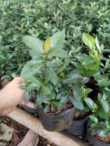 tanaman hias soka india, pohon asoka india bunga merah