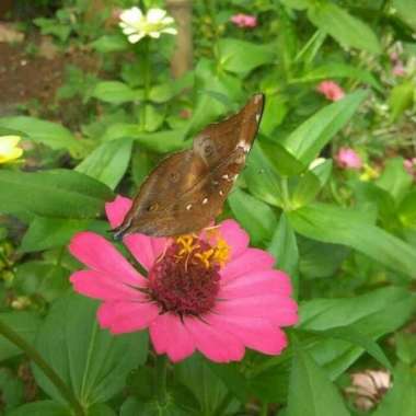 Tanaman hias bunga zinnia bunga kertas taneman kembang cantik