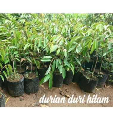 Bibit Durian Duri Hitam Tunas bibit unggul