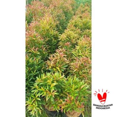 Pucuk Merah Bibit pucuk merah tanaman hias Tunas bibit