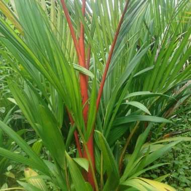 Palem Merah atau pinang merah Tunas Bibit Purworejo