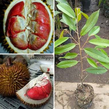 Azzahra berkah bibitku Durian Montong Merah Bibit Seluruh Indonesia