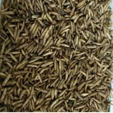 Maggot bsf Kering 1 kg
