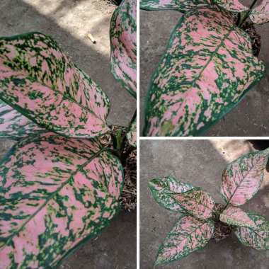 Jual Goldseeds Tanaman Hias Aglonema Pink Kochin Online Januari 2021 Blibli