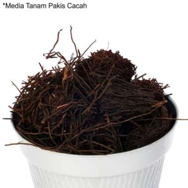 Media Tanam Akar Pakis / Cacah Pakis Rajang Kering - 350 Gram