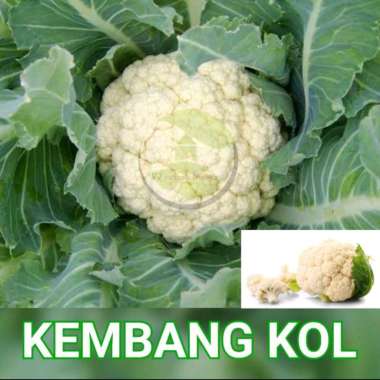 benih bibit sayuran kembang kol