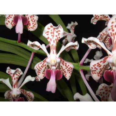 anggrek Vanda tricolor dewasa tanaman