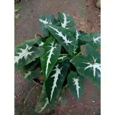 TANAMAN HIAS Keladi Wendlandii-Syngonium