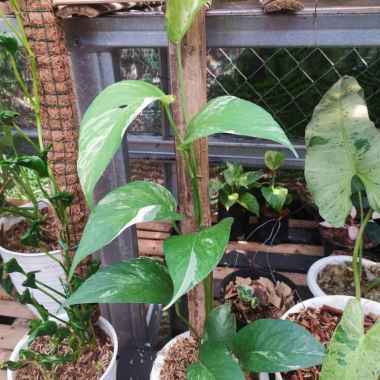 Philodendron epipremnum pinatum varigata