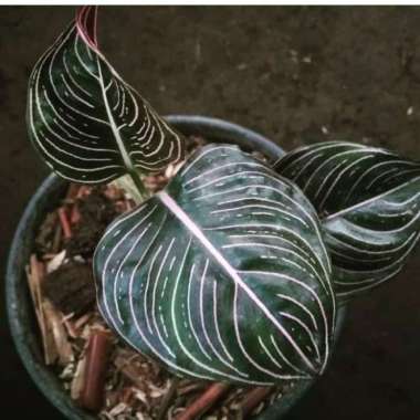 tanaman hias aglonema rotundum aceh - rotundum original