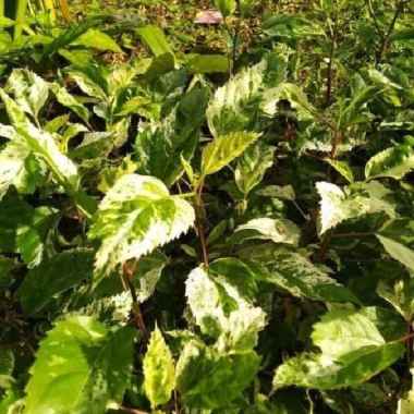 Tanaman Hias Bunga kembang Sepatu Variegata