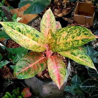 Tanaman hias aglonema bigroy + pot - aglonema bigroy incidule pot