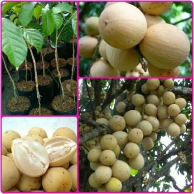 Azzahra berkah bibitku Duku Komering Tanaman Seluruh Indonesia