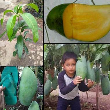 Azzahra berkah bibitku Mangga Mahatir Super Bibit Tanaman Indonesia
