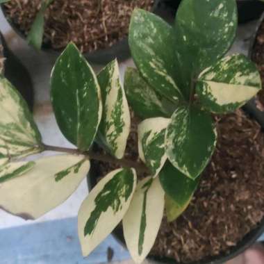 zamia varigata