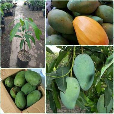 Azzahra berkah bibitku Mangga Gadung Super Bibit Tanaman Indonesia