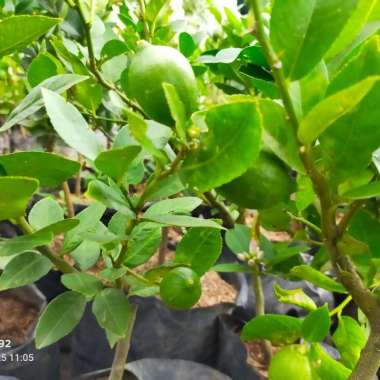 Bibit Buah Jeruk Lemon Sudah Berbuah Bibit Jeruk Lemon Berbuah Lebat