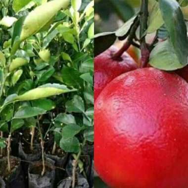 Bibit Buah Jeruk Pamelo Okulasi