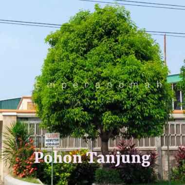 Bibit Tanaman Kayu Tanjung atau Bunga Tanjung Cocok Untuk Kelestarian Lingkungan Hidup
