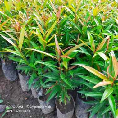 Bibit Tanaman Hias Pucuk Merah Subur Murah