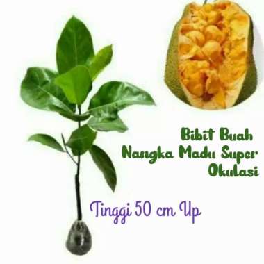 [ Grosir ] Bibit Buah Nangka Madu Unggul Nangka Malaysia Buahnya Lezat