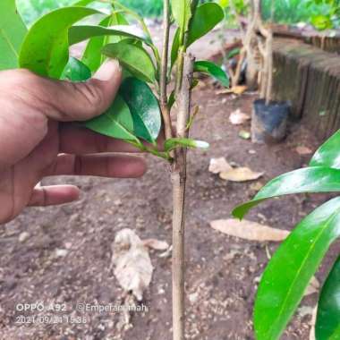 bibit tanaman buah sirsak madu okulasi