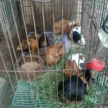 Marmut Abysian & Lokal Murah 4