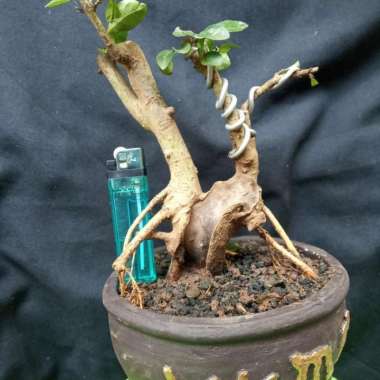 Bonsai delima batu