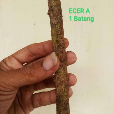 bahan bonsai stek air anting putri ecer A 1batang