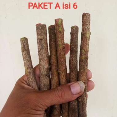 bahan bonsai stek air anting putri paket A isi 6