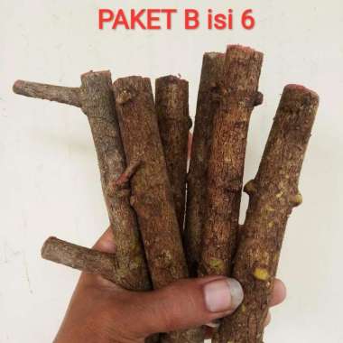 bahan bonsai stek air anting putri paket B isi 6