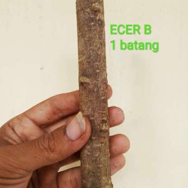 bahan bonsai stek air anting putri ecer B 1 batang