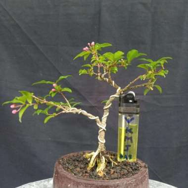 bonsai sakura micro