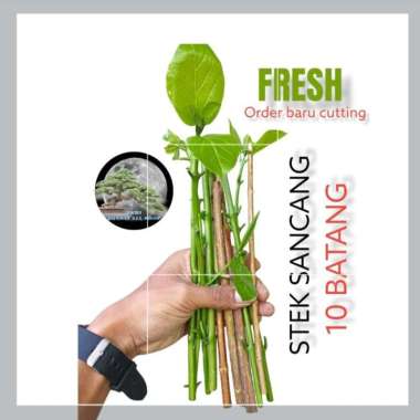 stek sancang 10 batang /bahan bonsai