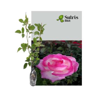 Sutris Bibit Bunga Mawar Pink Tipped Bibit Tanaman Hias