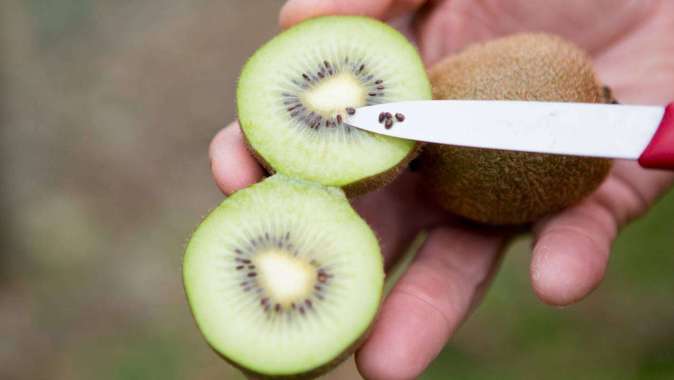 Bibit Buah Kiwi aneka bibit purworejo