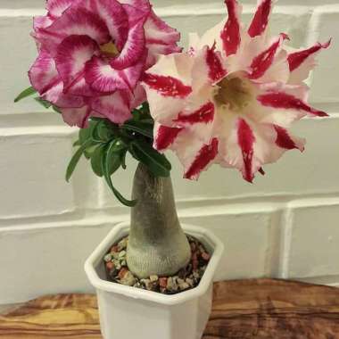 Pohon Adenium Bunga Tumpuk_Kamboja Jepang Bunga Tumpuk_Adenium -
