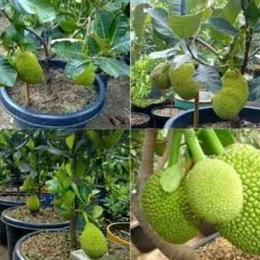 Bibit nangka madu super