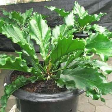 Tanaman Hias Daun Gelombang Cinta