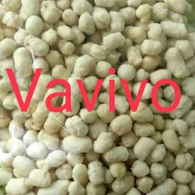 Pilus Kencur / Cikur