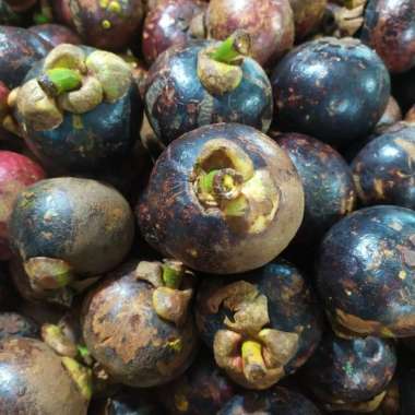 BUAH MANGGIS SEGAR / MANGU SEGAR 1.0kg