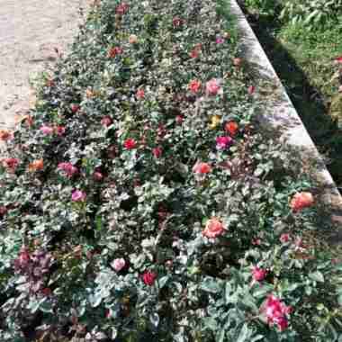 bibit bunga mawar hidup sudah berbunga