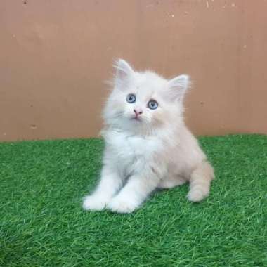 anak kucing untuk dijual