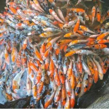 OEM Paket 10 Ikan koi import Kohaku C