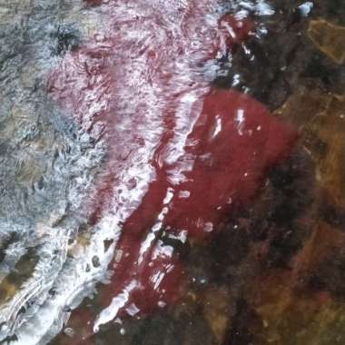 cacing sutra hidup D