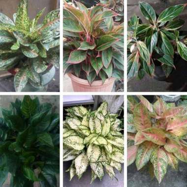 Jual Tanaman Hias Produk Terbaru Blibli Com