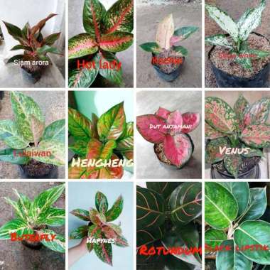 Jual Tanaman Hias Aglonema Golden Siam Tanaman Murah September 2020 Blibli Com